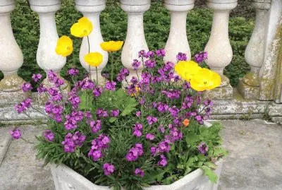 פאזל של Spring flowers