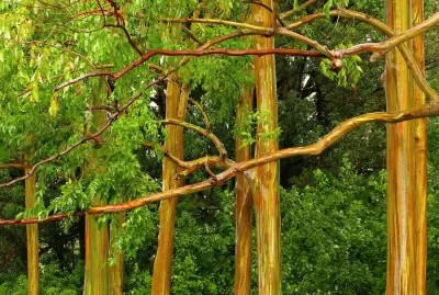 פאזל של FaraÃ³n