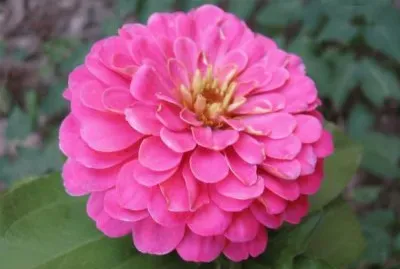 zinnia