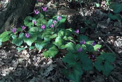 Wild anenomes