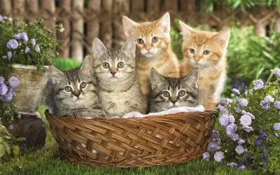 פאזל של gatos