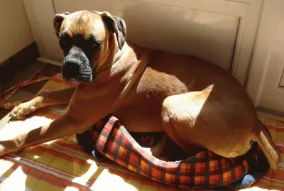 Amok et son panier !