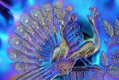 Purple Peacock