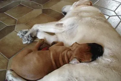 un labrador et un bÃ©bÃ© boxer