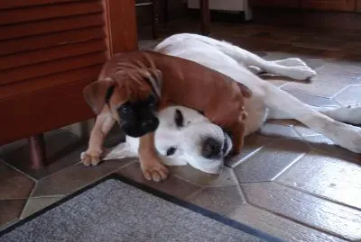 labrador et bÃ©bÃ© boxer