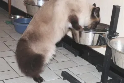 פאזל של chat