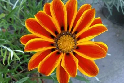 Flor jigsaw puzzle