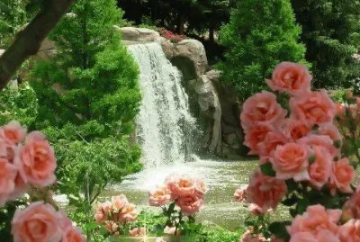 jardim