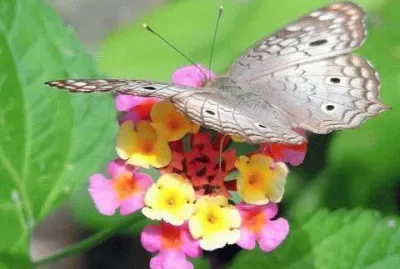 - natureza