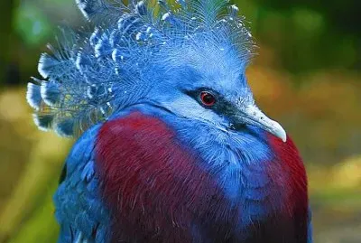 Blue Crowned Pigeon  Papua New Guinea