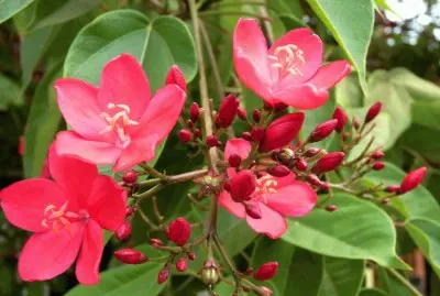 jatropha
