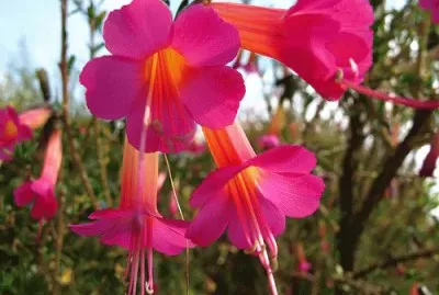 פאזל של cantuta