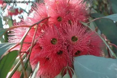 fleurs d 'eucalyptus