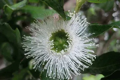 fleur d 'eucalyptus