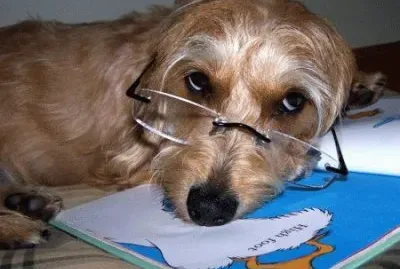 fotos-engracadas-de-animais-711