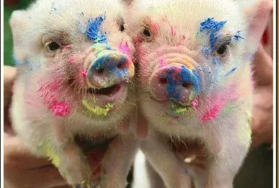 fotos-divertidas-de-animais-20-01_thumb[1]