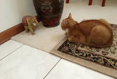 פאזל של funny_animals_20130227_02498_029