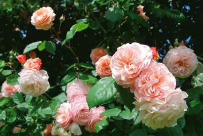 Roses jigsaw puzzle
