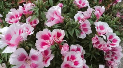 godÃ©tias jigsaw puzzle