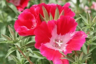 godÃ©tia jigsaw puzzle