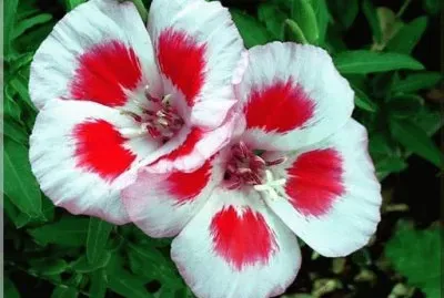 godÃ©tia jigsaw puzzle