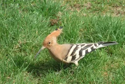 huppe dans mon jardin