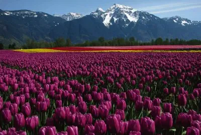 Seabird Island Tulip Field- British Columbia