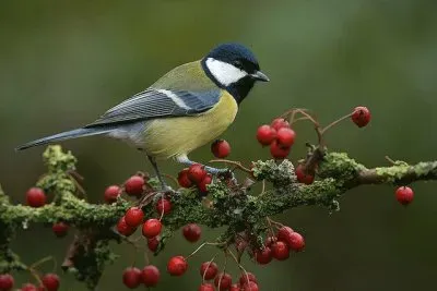 Blue Tit  ( Parus Major )