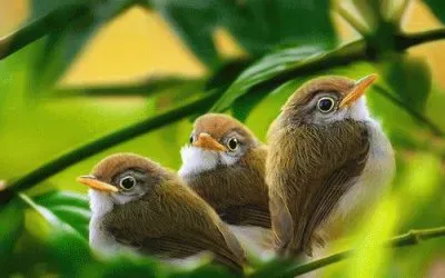 The three Musketeers