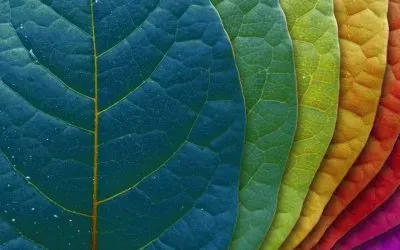 Folhas coloridas