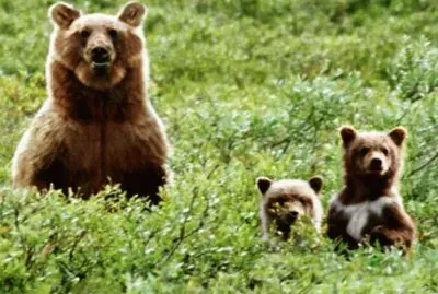 papel-de-parede-com-natureza-2 (1)