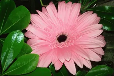 Gerbera