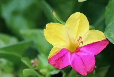 rosa