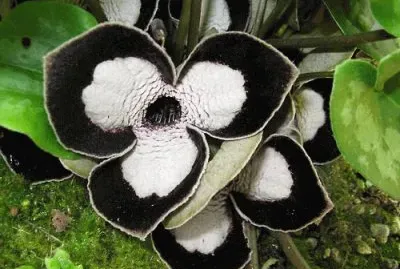 Panda Asarum