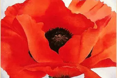 Red Poppy
