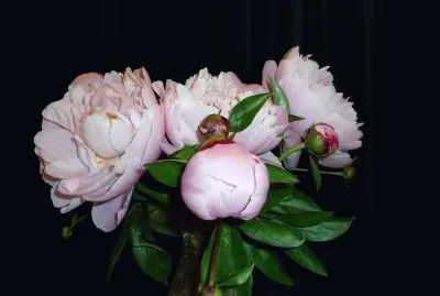 Peonies from our own garden
