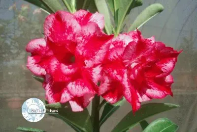 adenium jigsaw puzzle