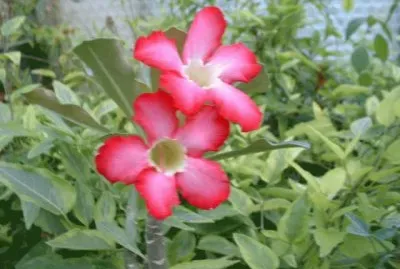 adenium jigsaw puzzle