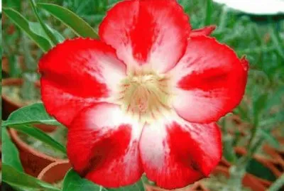 adenium