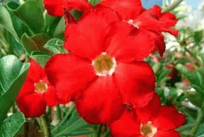 adenium