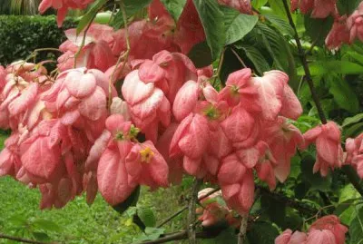 פאזל של mussaenda