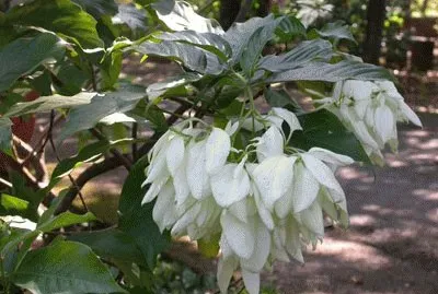 פאזל של mussaenda