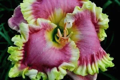 Beautiful Flower jigsaw puzzle