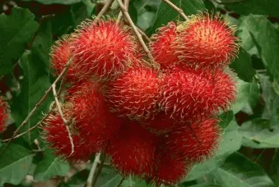 Rambutan Fruit