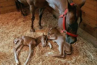 פאזל של - cavalo..