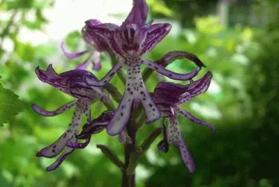 - infinitamente belo! jigsaw puzzle