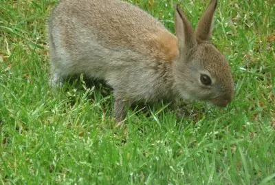 jeune lapin de garenne