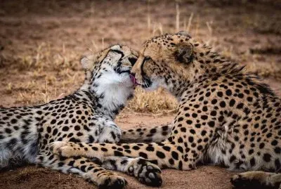 beijo-animal-5