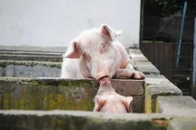 beijo-animal-6