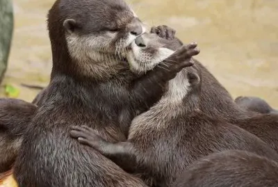 beijo-animal-9